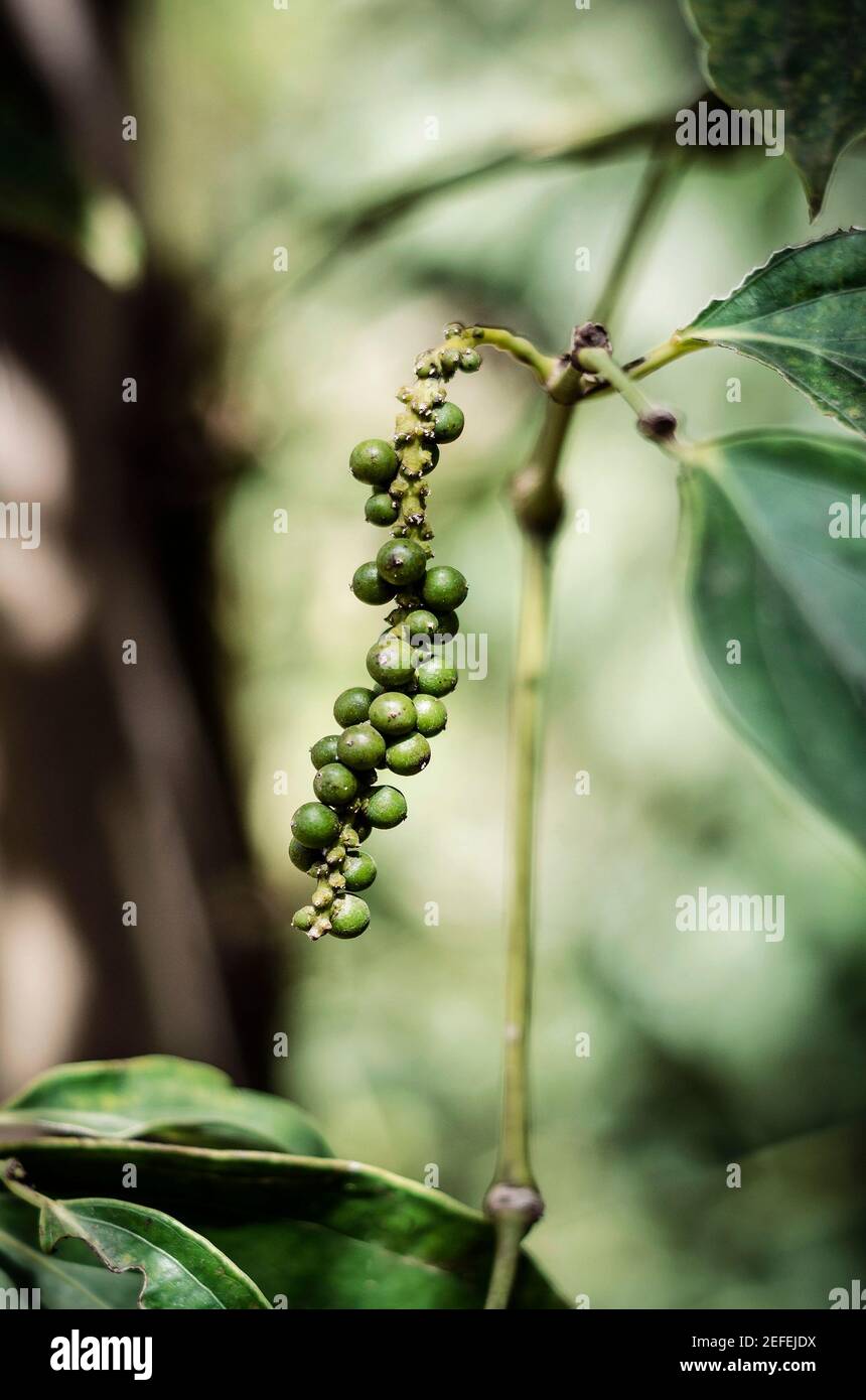 organic peppercorn pods growing on pepper vine plant in kampot cambodia