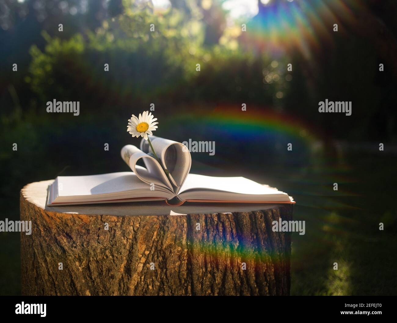 Open book with heart-shaped pages and chamomile flower on it. the concept of wisdom, freedom, harmony. Love for nature and literature. art photography Stock Photo