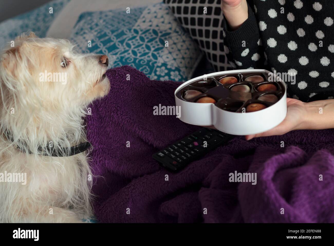 Puppy eating cheap blanket