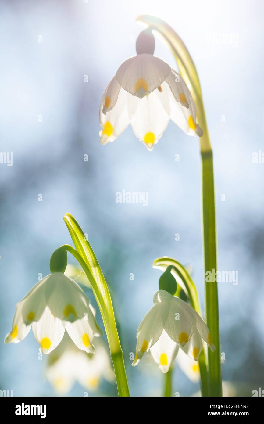 Spring Snowflake Leucojum Vernum Against The Light Stock Photo Alamy