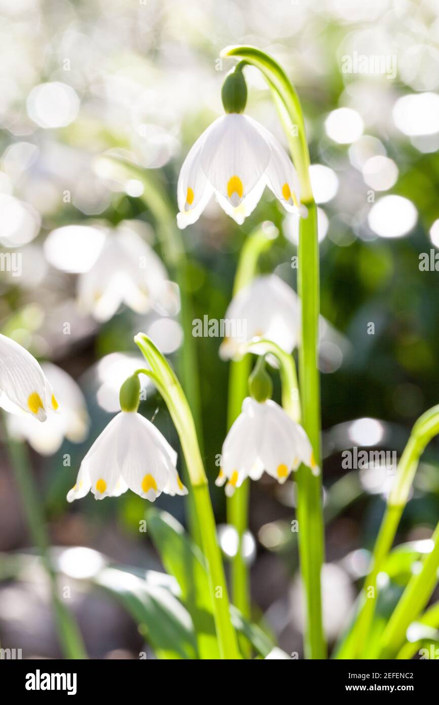 Spring Snowflake Leucojum Vernum In Front Of Many Other Flowers Stock Photo Alamy