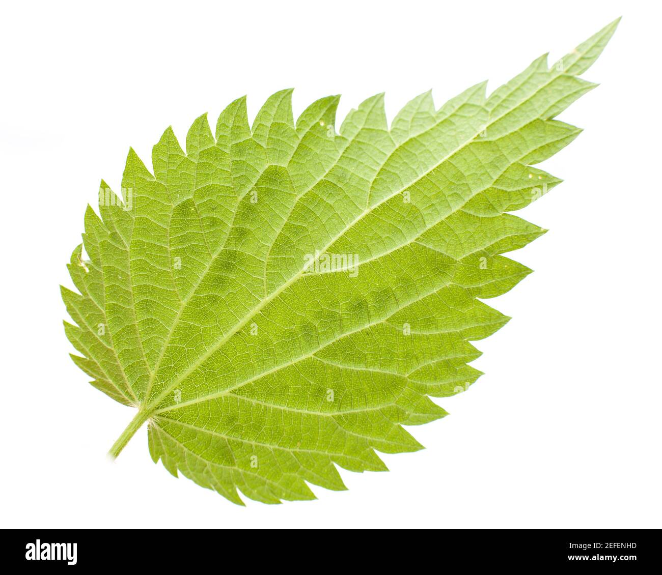 Stinging nettle (Urtica dioica) back of a single sheet on a white background Stock Photo