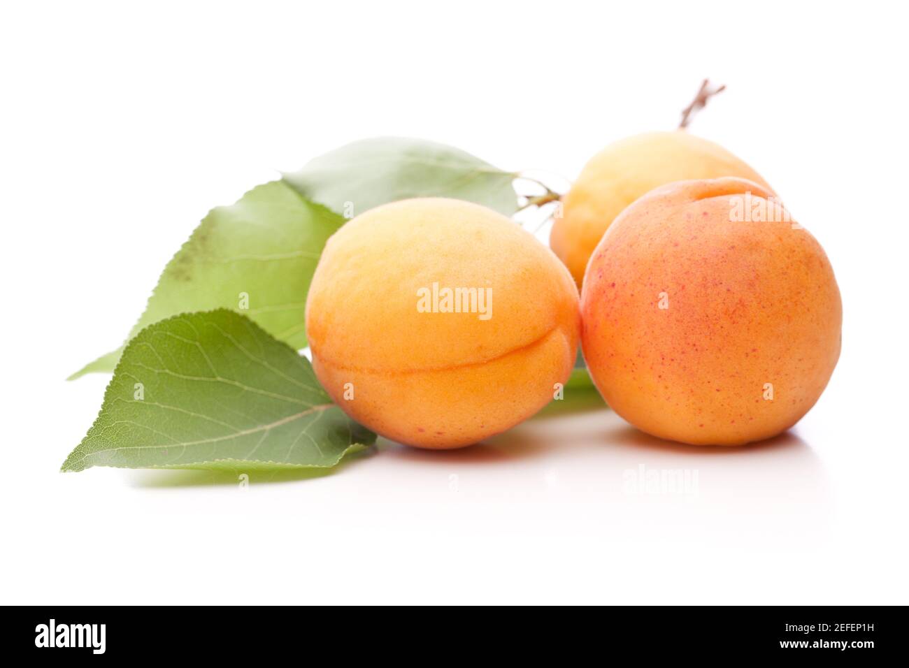 Three Apricots from Austria isolated on white background Stock Photo