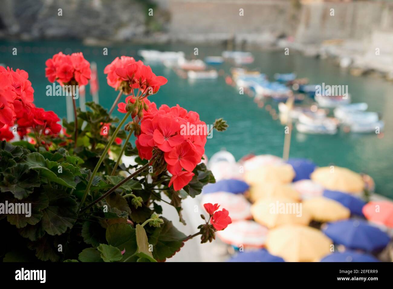 Tolk uitdrukking geïrriteerd raken Close up of flower on plant, Italian Riviera, Cinque Terre National Park,  Il Porticciolo, Vernazza, La Spezia, Liguria, Italy Stock Photo - Alamy