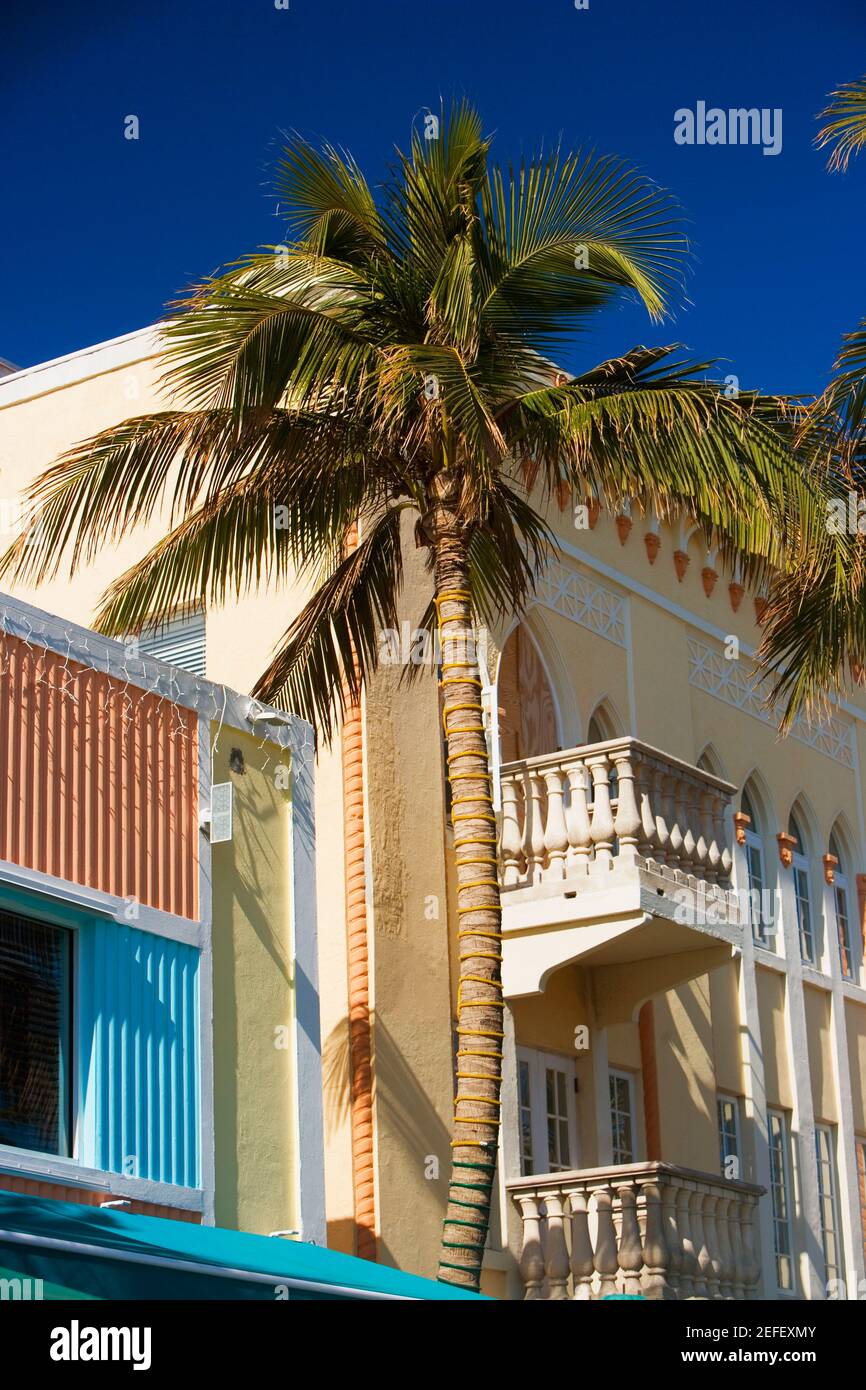Palm tree in front of a building hi-res stock photography and images ...