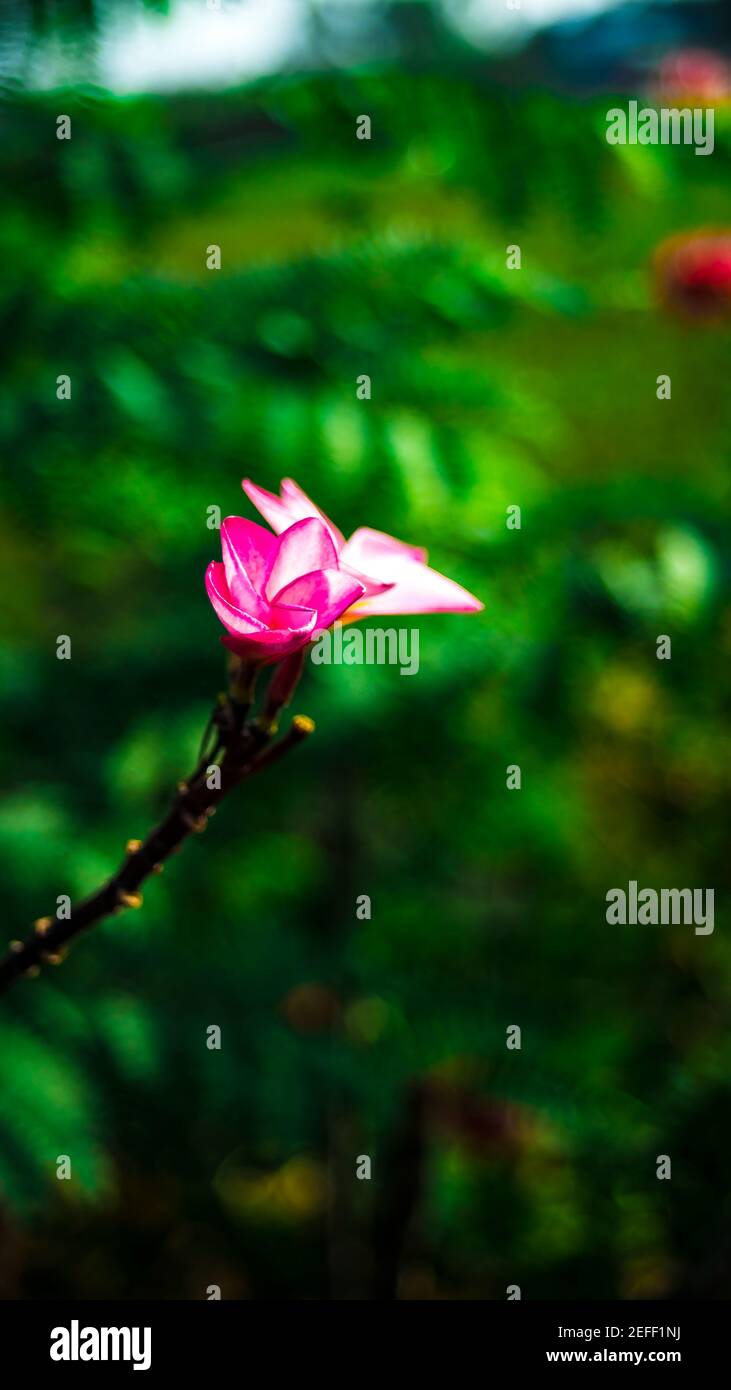 The flowers are so beautiful in my garden Stock Photo Alamy