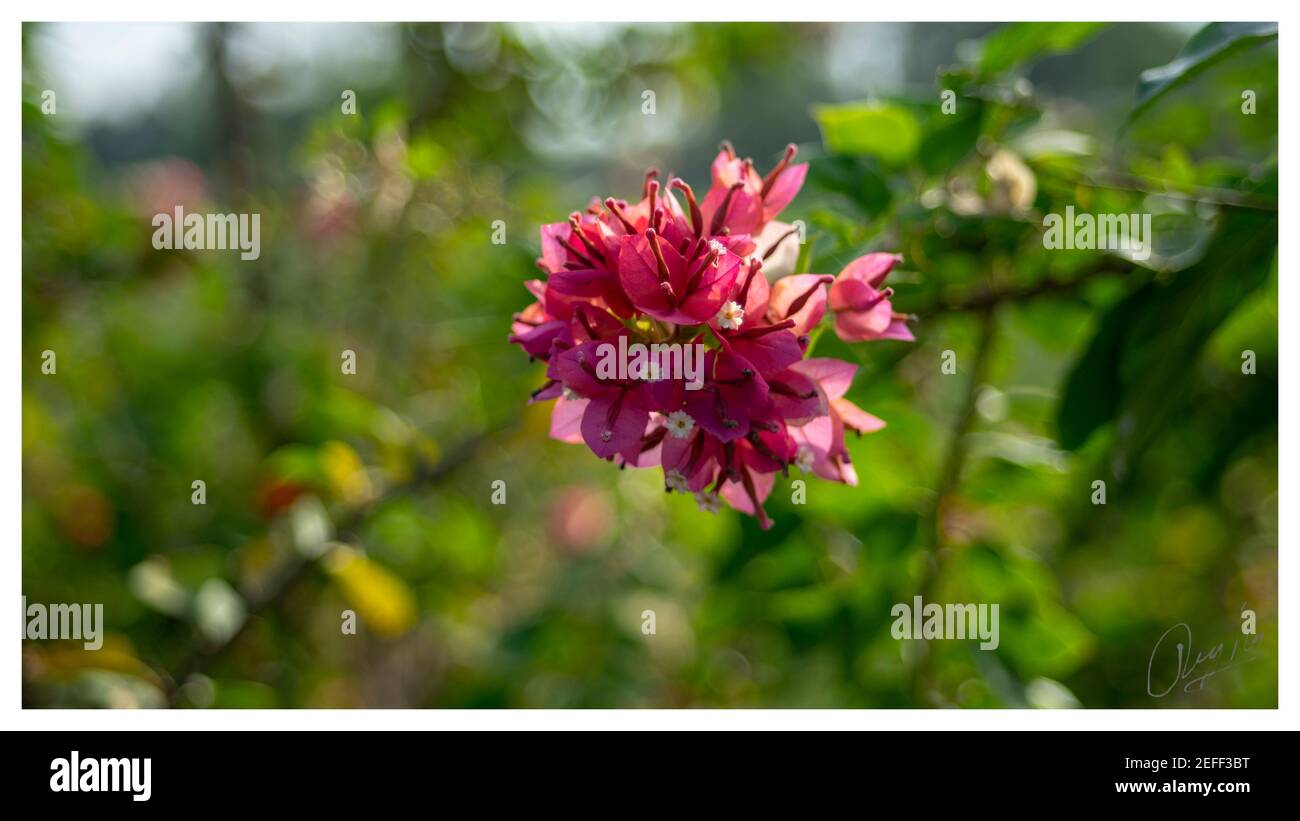 White natural flower in the garden Cut Out Stock Images & Pictures - Alamy