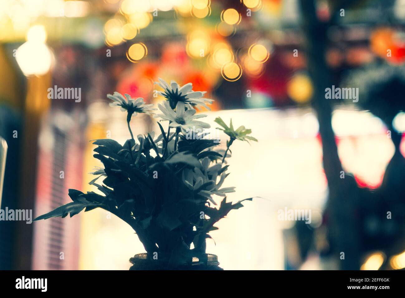 The flowers are so beautiful in my garden Stock Photo Alamy
