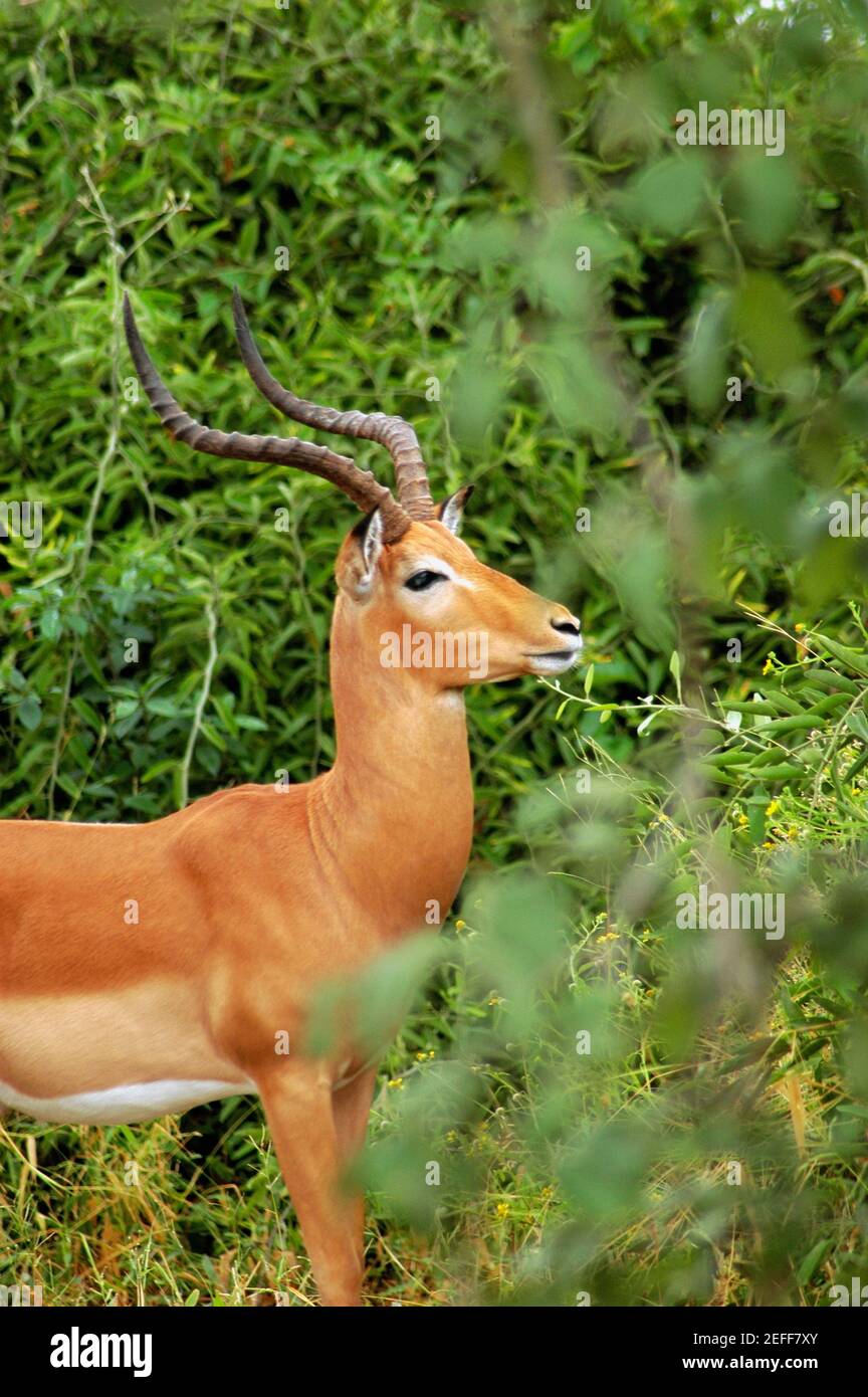 Male Impala Aepyceros melampus in a forest, Chobe National Park, Botswana Stock Photo