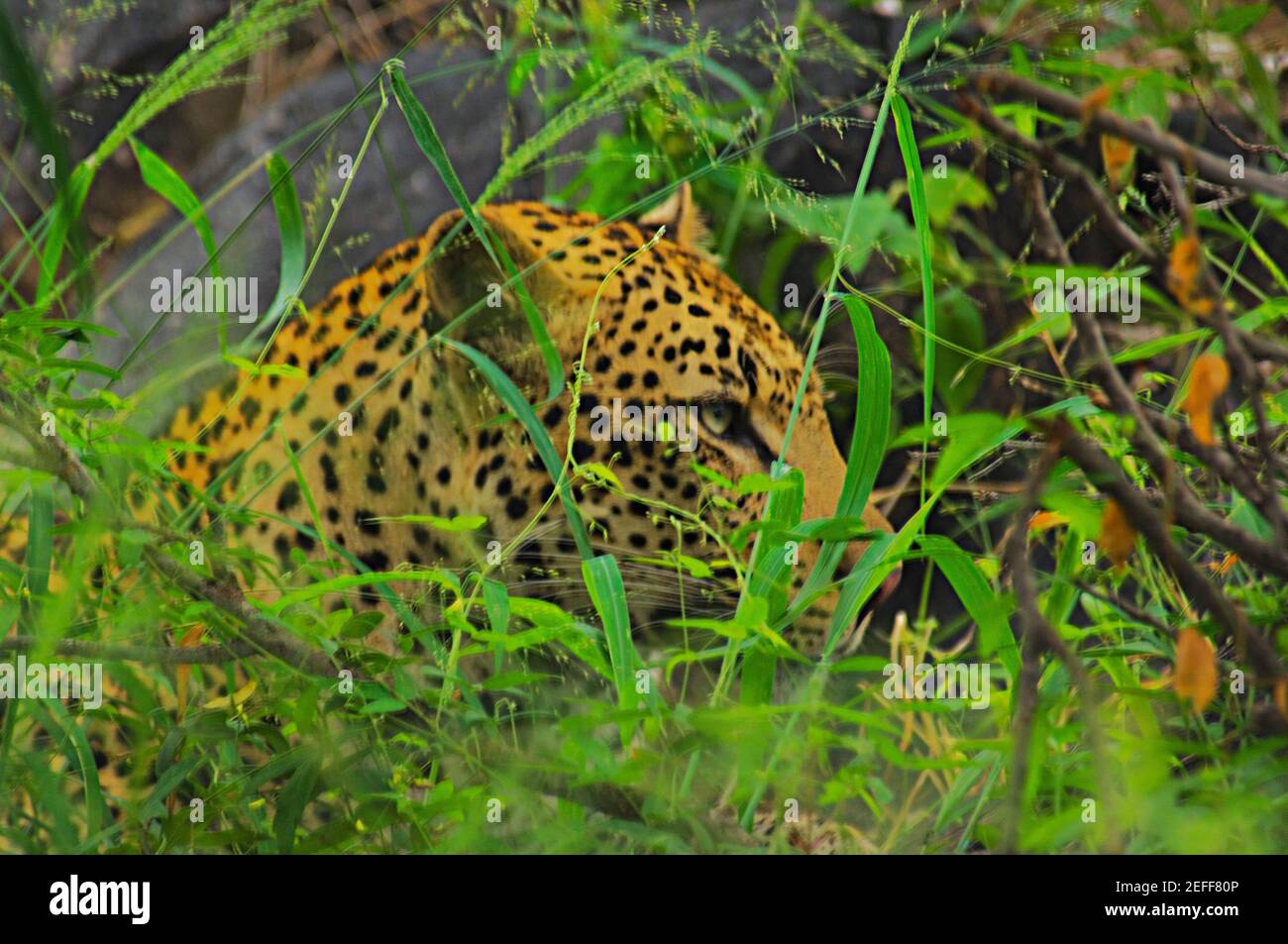 Male leopard Panthera pardus hiding in tall grass in a forest, Motswari