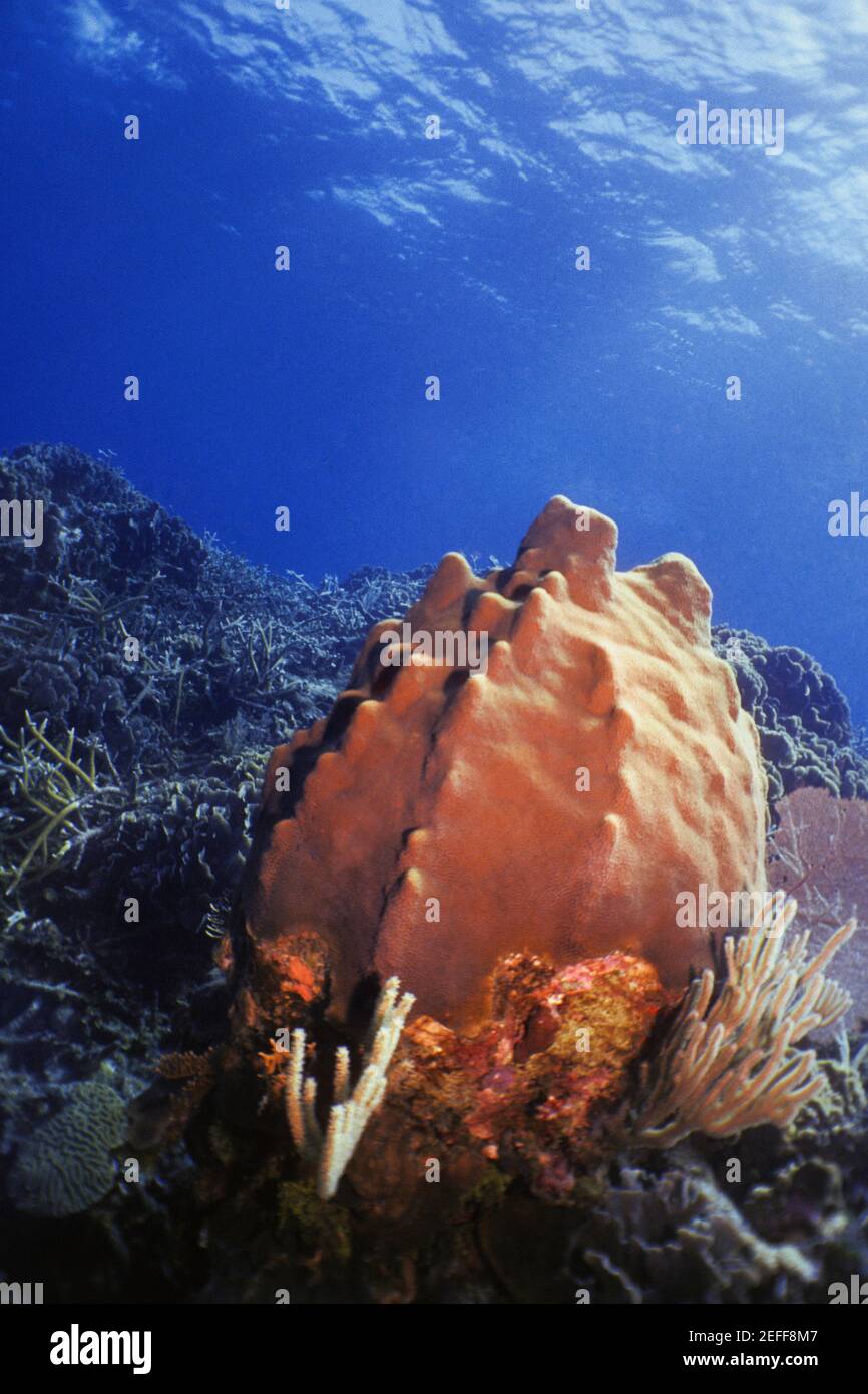 Close-up of Leathery Barrel Sponge Geodia Neptuni underwater, Roatan, Bay Islands, Honduras Stock Photo
