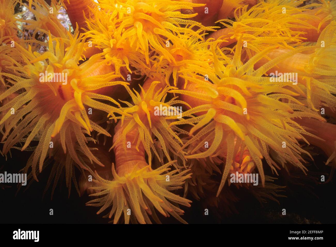 Close-up of Orange Cup Coral Tubastraea Coccinea underwater, Bonaire, Netherlands Antilles Stock Photo