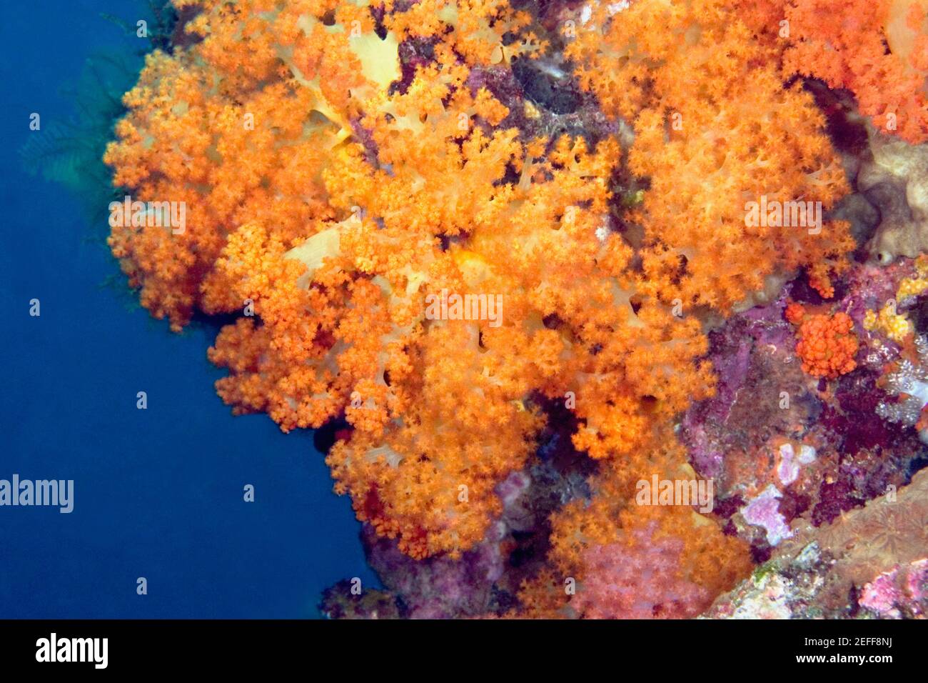 Close-up of Orange Soft Coral underwater, North Sulawesi, Indonesia Stock Photo