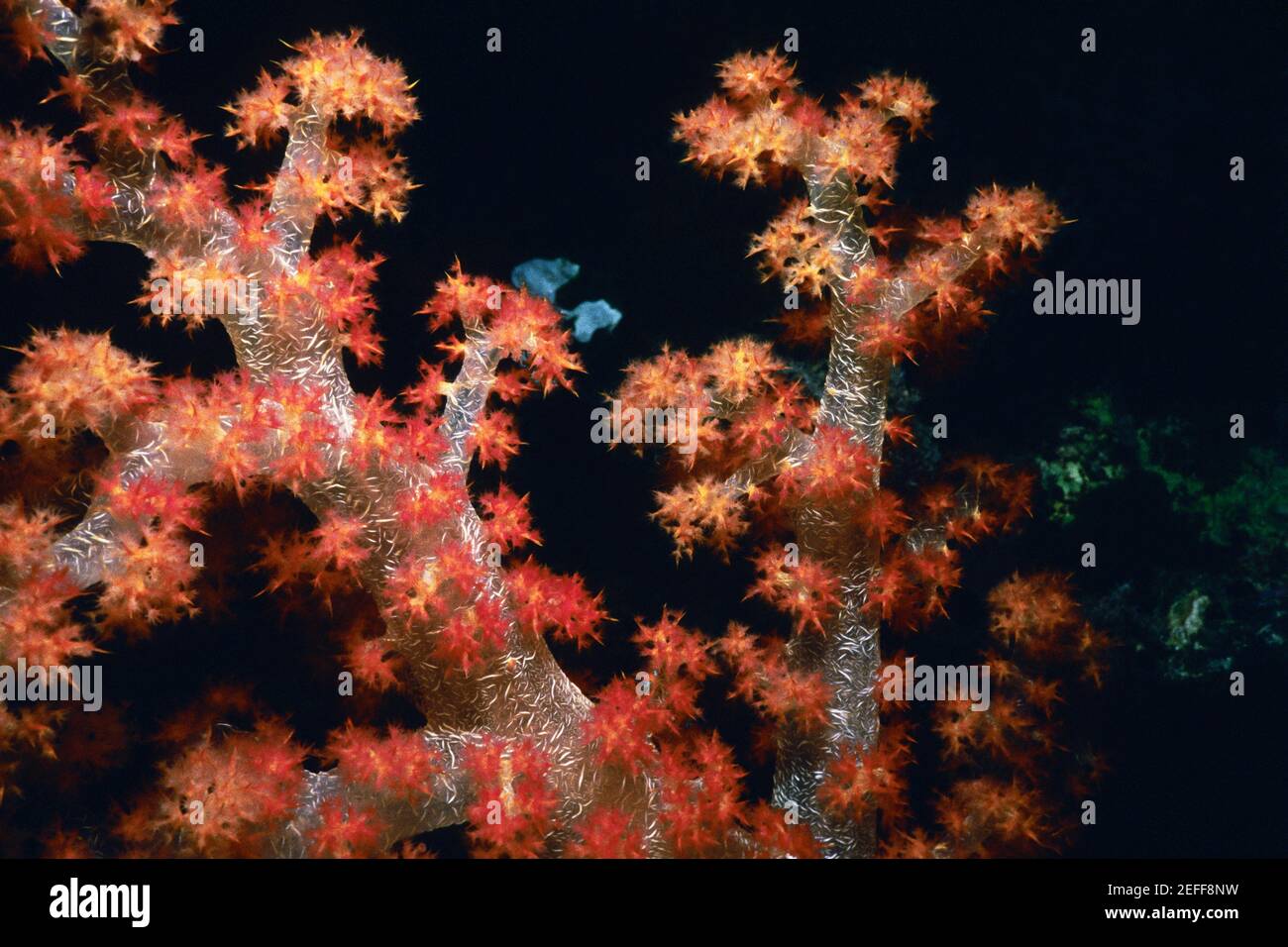 Close-up of Orange Soft Coral underwater, Palau Stock Photo