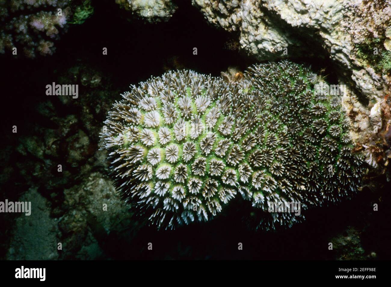 Close-up of Star Coral underwater, Pemba Channel, Tanzania Stock Photo