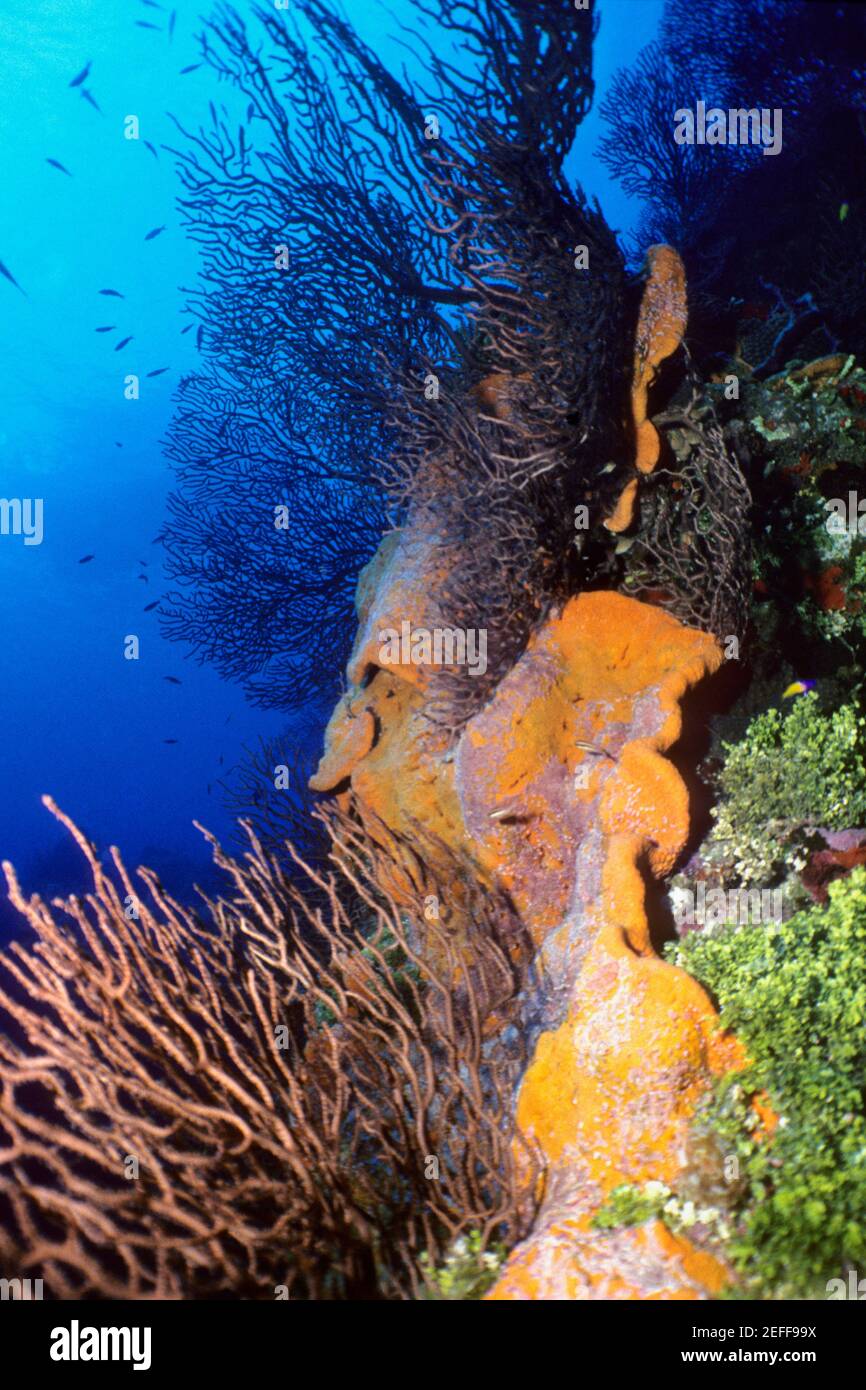 Corals underwater, Grooved-blade sea whip Pterogorgia guadalupensis, Deep Water Gorgonian Iciligorgia Schrammi, Orange Elephant Ear Sponge Agelas Clathrodes, Cayman Islands, West Indies Stock Photo