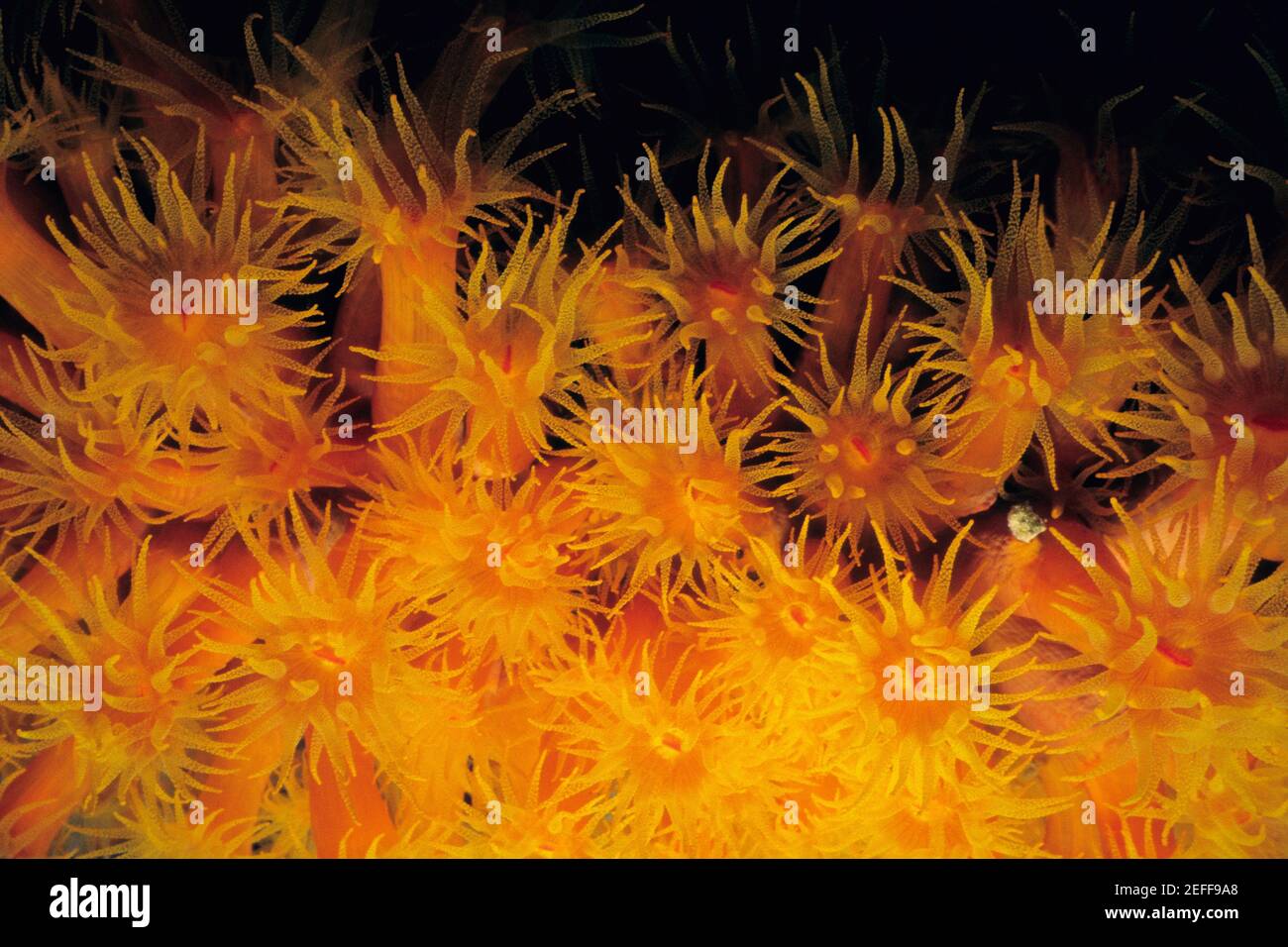 Close-up of Orange Cup Coral Tubastraea coccinea underwater, Bonaire, Netherlands Antilles Stock Photo