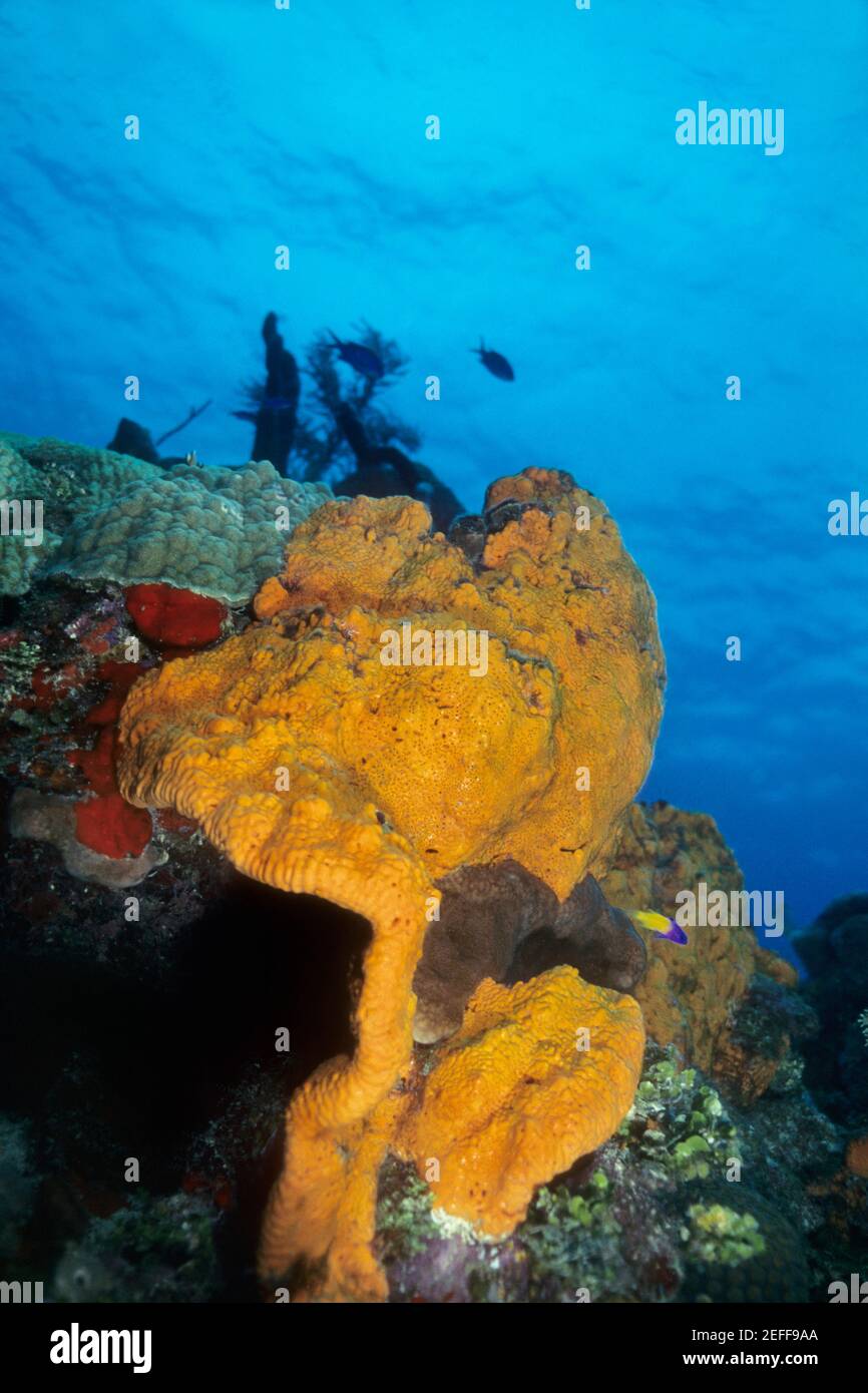 Orange Elephant Ear Sponge underwater Agelas clathrodes, Cayman Islands, West Indies Stock Photo