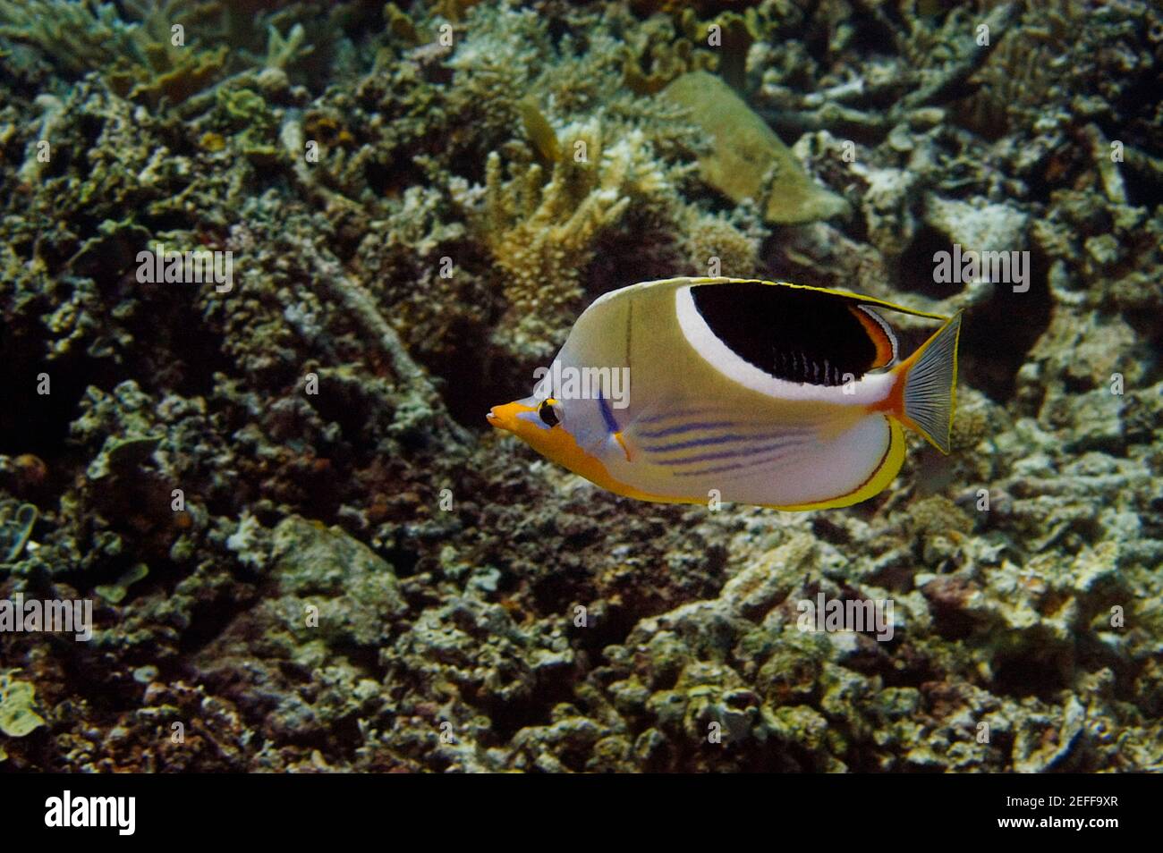 Saddled butterflyfish Chaetodon ephippium swimming underwater, Papua New Guinea Stock Photo