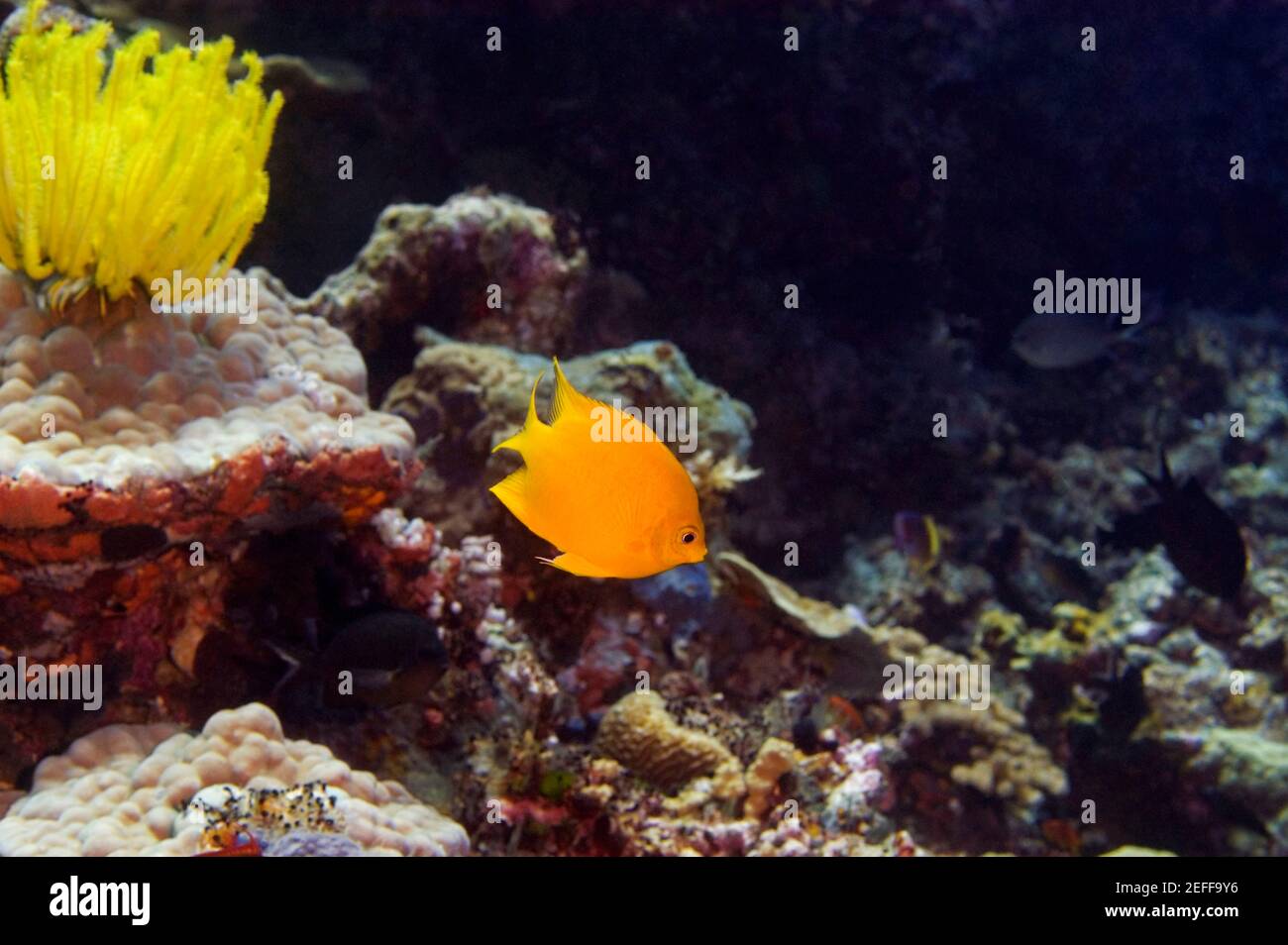 HeraldÅ½s angelfish Centropyge heraldi swimming underwater, North Sulawesi, Sulawesi, Indonesia Stock Photo