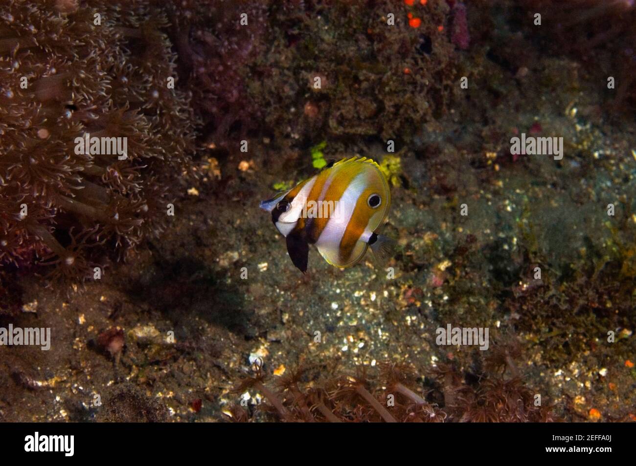 Orange-banded coralfish swimming underwater, Papua New Guinea Stock Photo