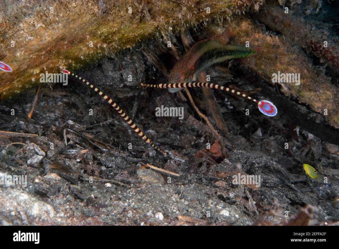 Ringed Pipefishes Doryrhamphus dactyliophorus swimming underwater, Papua New Guinea Stock Photo