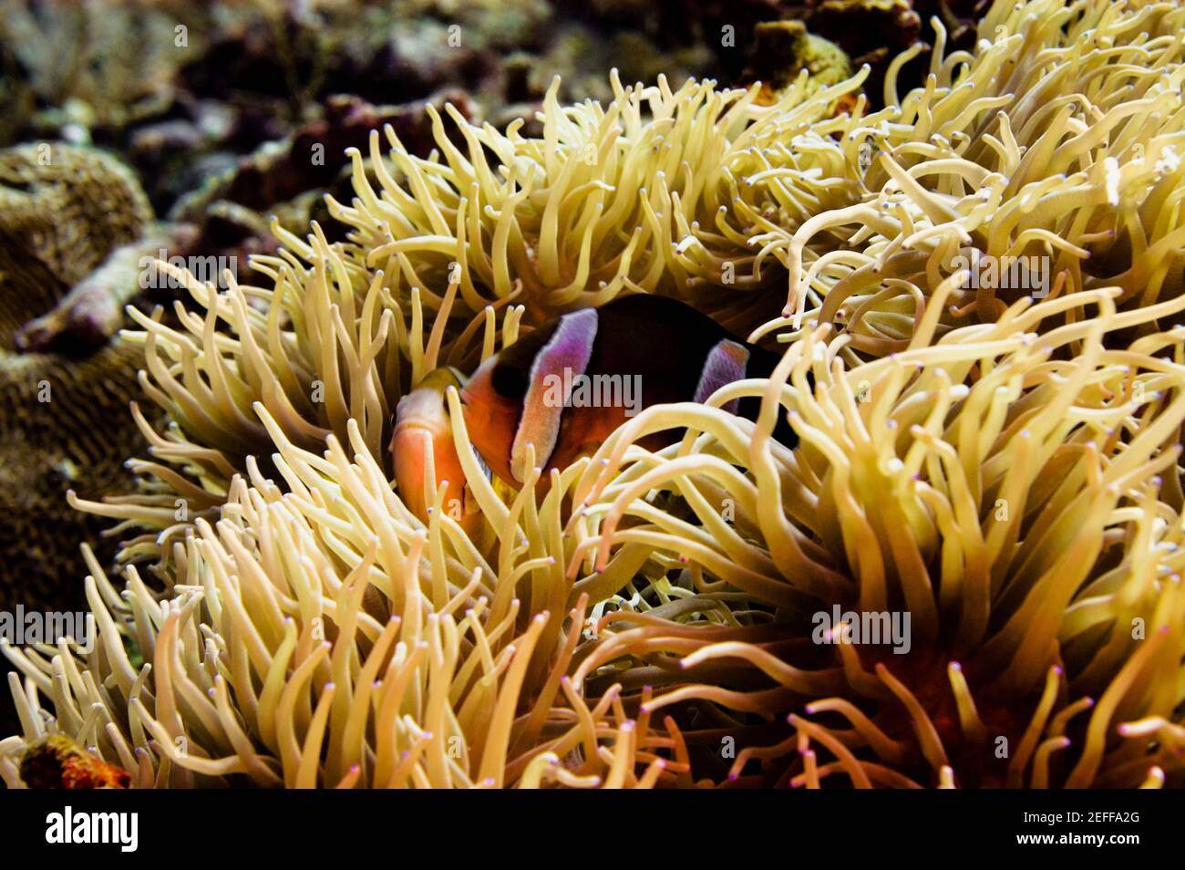ClarkÅ½s anemonefish Amphiprion clarkii in sea anemone, North Sulawesi, Sulawesi, Indonesia Stock Photo