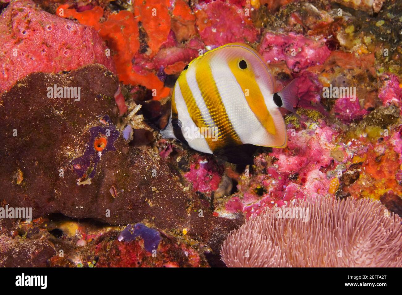 Orange-banded Coralfish swimming underwater, Papua New Guinea Stock Photo