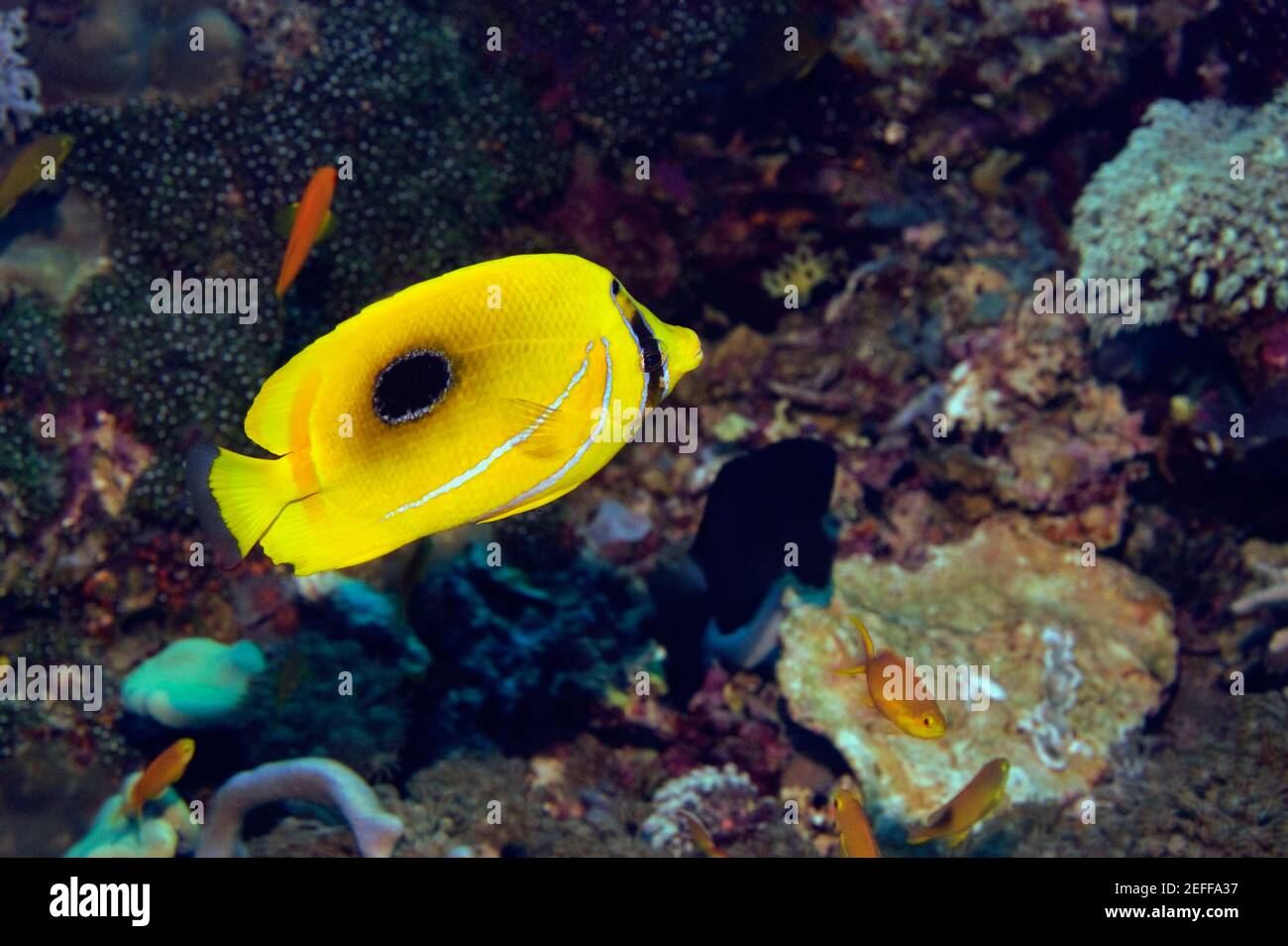 Eclipse butterflyfish swimming underwater, North Sulawesi, Sulawesi, Indonesia Stock Photo
