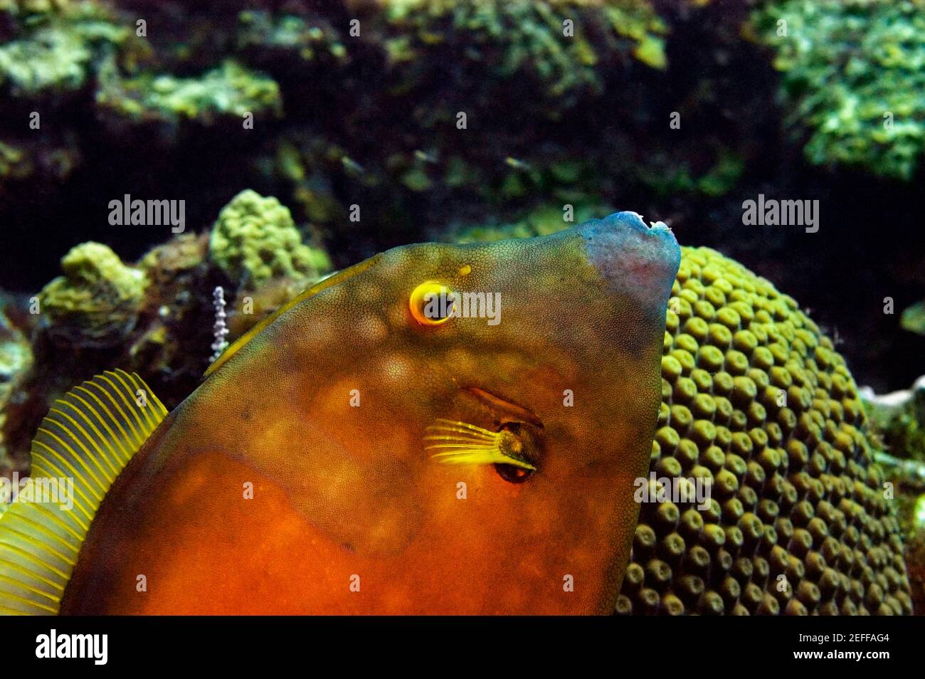 Close-up of a Blackheaded filefish Pervagor melanocephalus swimming underwater, Cayman Islands Stock Photo