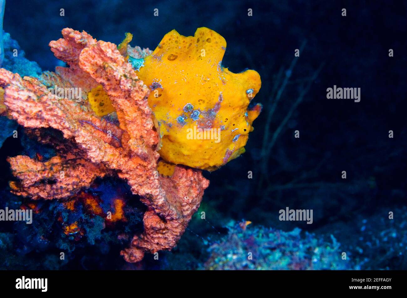 Anglerfish swimming hi-res stock photography and images - Alamy