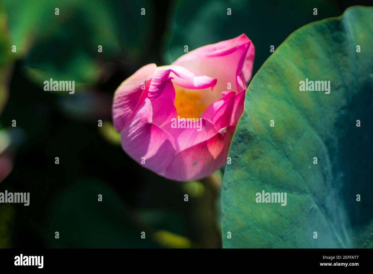 The flowers are so beautiful in my garden Stock Photo Alamy