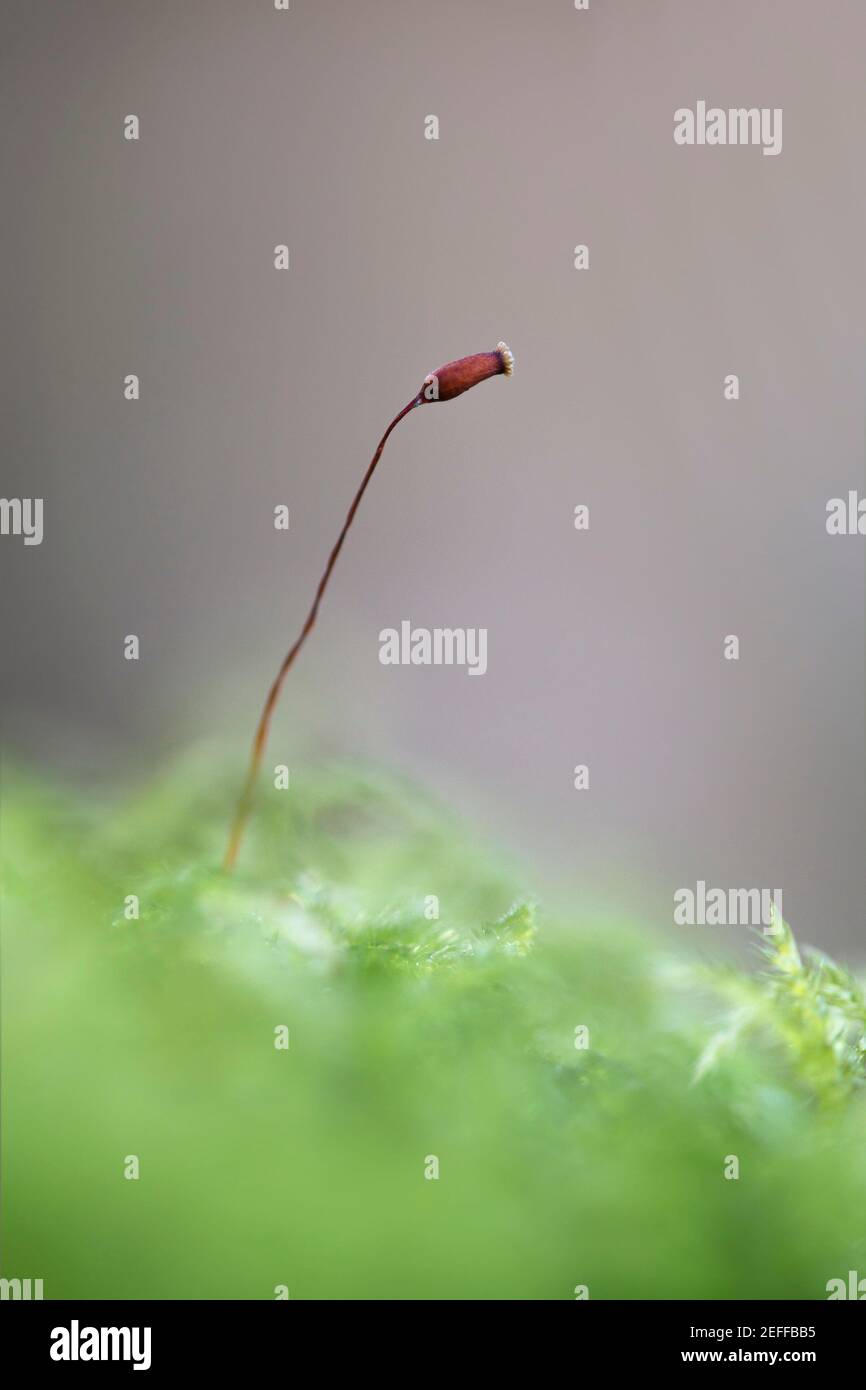 Rough-Stalked Feather Moss (Brachythecium rutabulum) Stock Photo