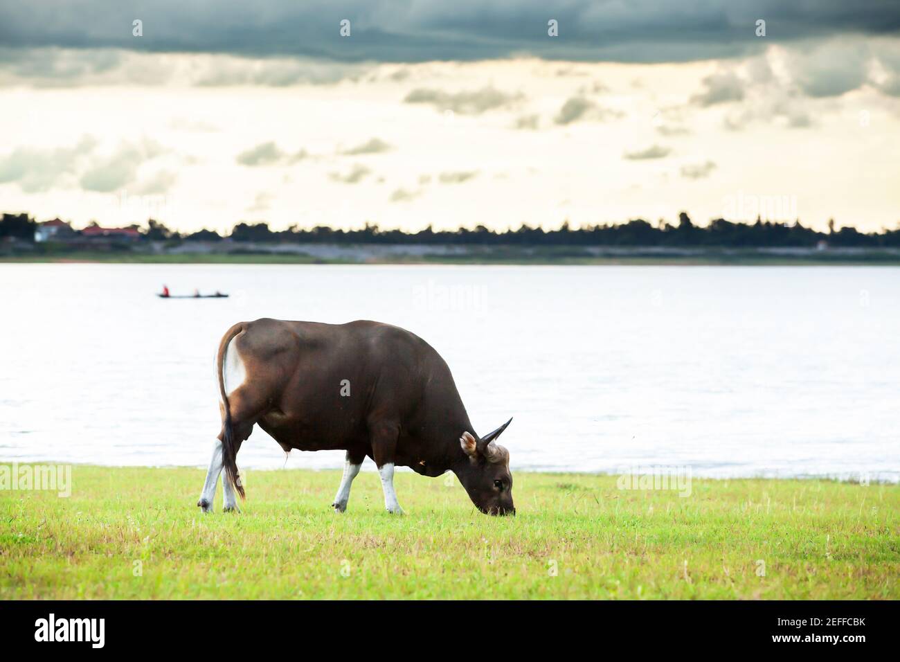 A male Banteng feeding on the field near a lake at dusk, fisherman on wooden fishing boat and cloudy blurred in the backgrounds. Lam Pao Lake, Thailand Stock Photo