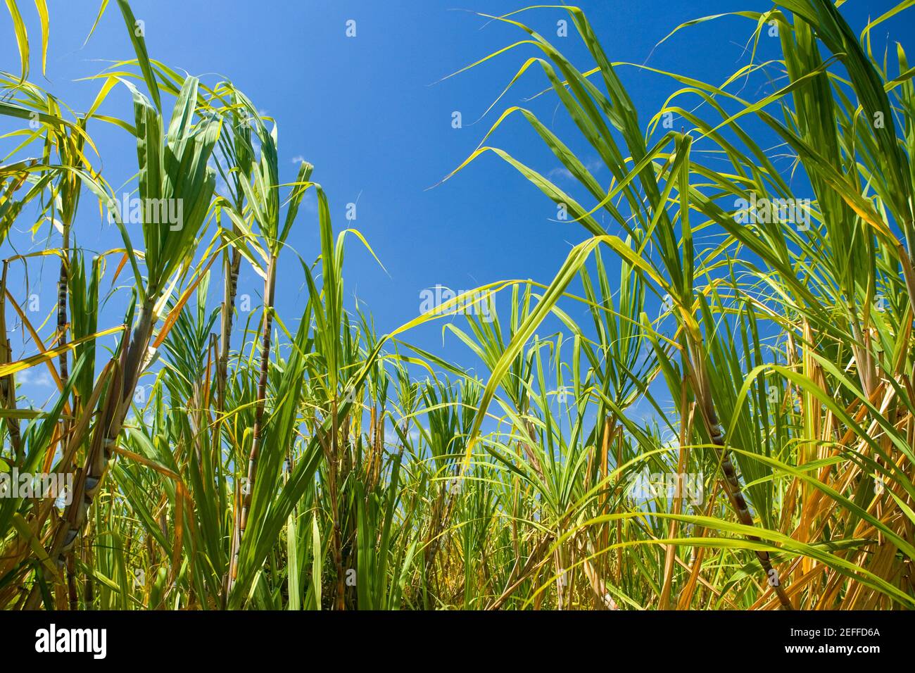 Sugarcane plants in a field, Akaka Falls State Park, Hilo, Big Island, Hawaii Islands, USA Stock Photo