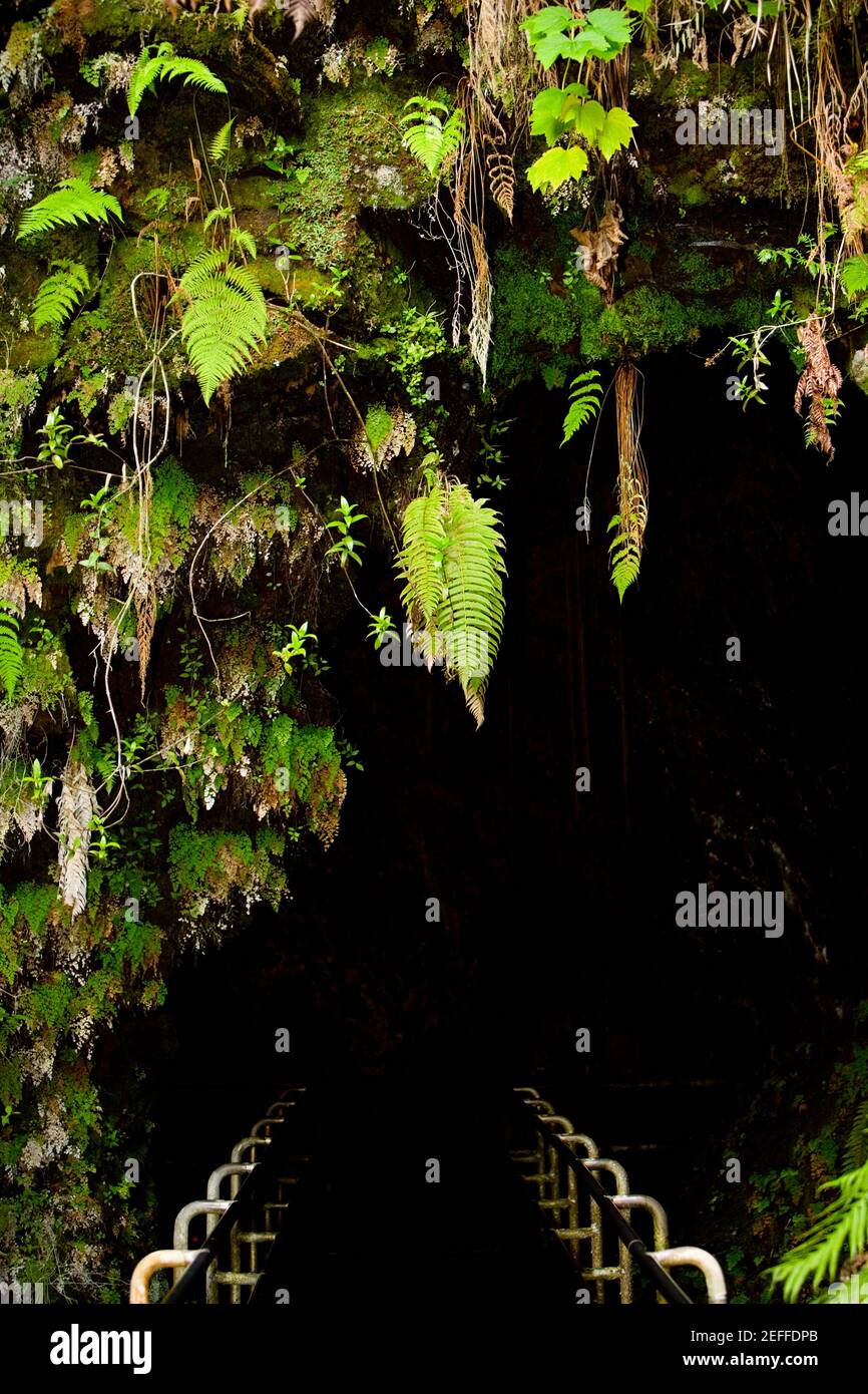 Entrance of a tunnel, Hawaii Volcanoes National Park, Hawaii Islands
