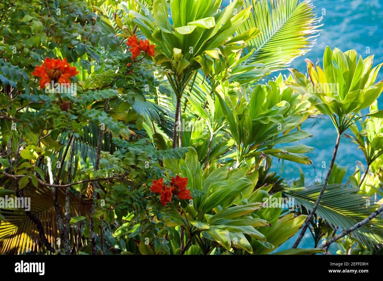 Plants in a botanical garden, Hawaii Tropical Botanical Garden, Hilo
