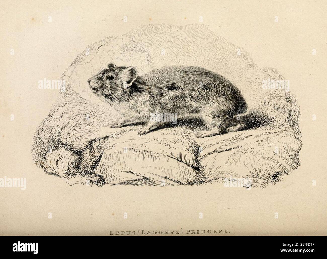 Ochotona princeps (syn. Lepus (Lagomys) Princeps Stock Photo Alamy