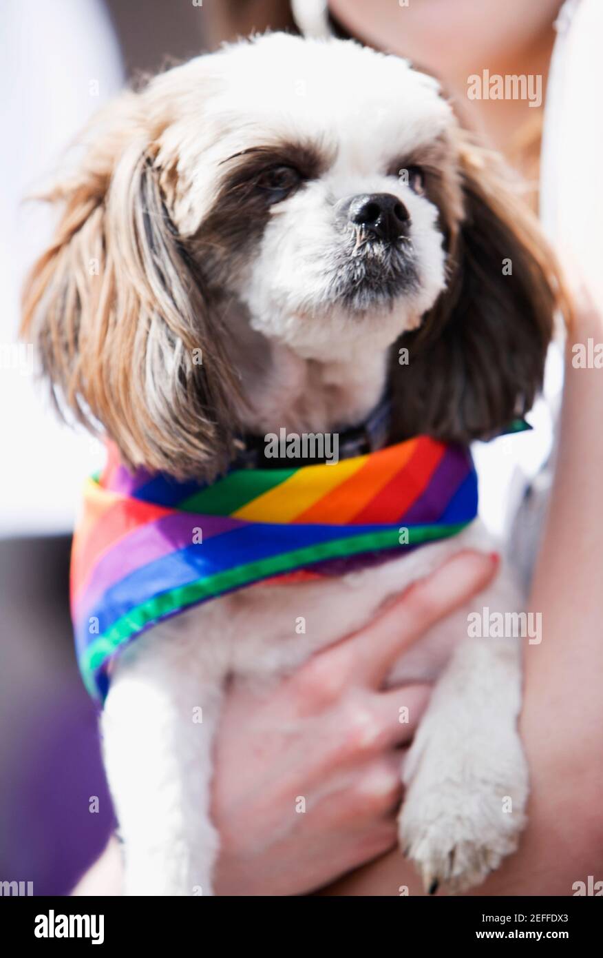 Close-up of a personÅ½s hand holding a puppy wearing a gay pride flag Stock Photo
