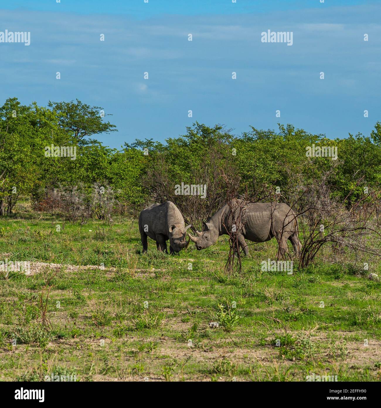 Two black rhinoceros, rhino standing between bushes in Kalahari desert