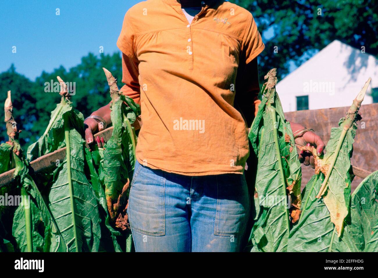 Tobacco harvesting, Maryland Stock Photo - Alamy
