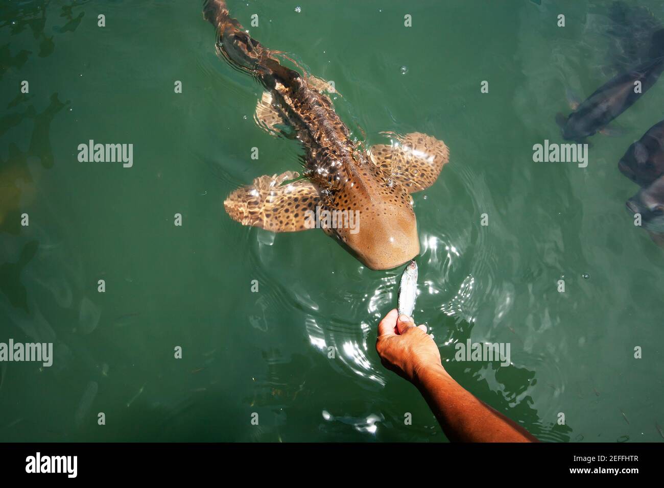 An ichthyologist feeding Leopard shark at outdoor aquarium on sunny summer. Kung Krabaen Bay Royal Development Study Center, Thailand. Stock Photo