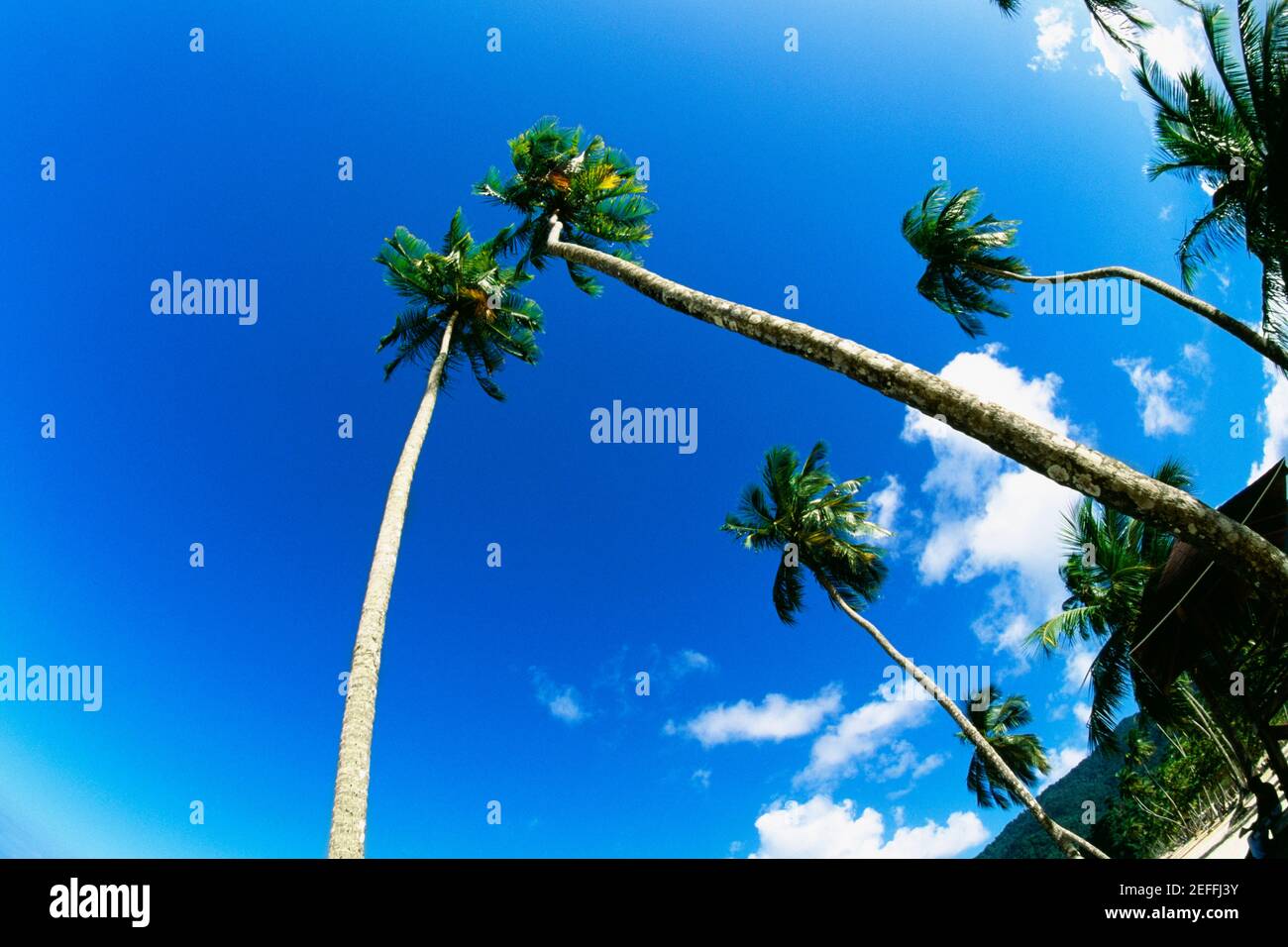 Maraca Tree Low angle view of palm trees on Maracas Beach, Trinidad, Caribbean ...