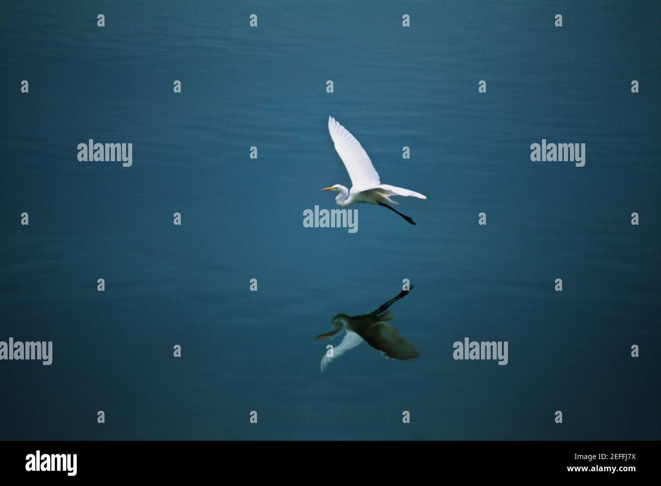 A white egret is seen flying over the island of Jamaica Stock Photo