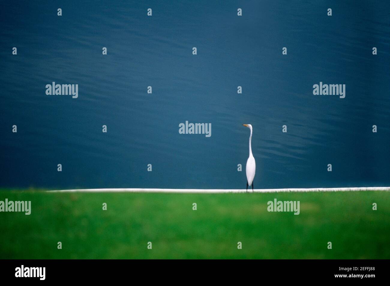 A white egret is seen near a pond on the island of Jamaica Stock Photo