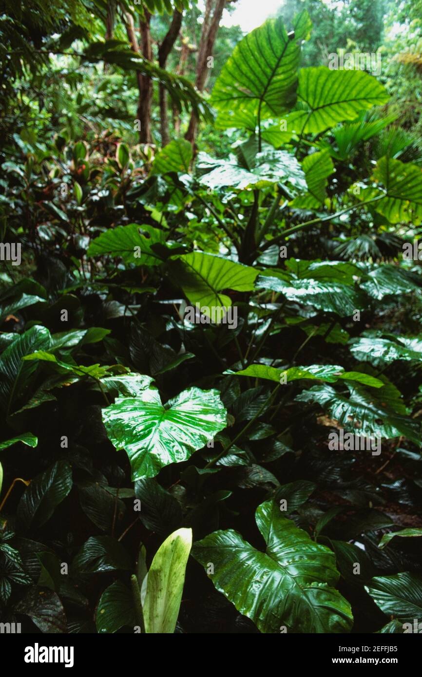 View of a densely vegetated rainforest area, Trinidad, Caribbean Stock Photo