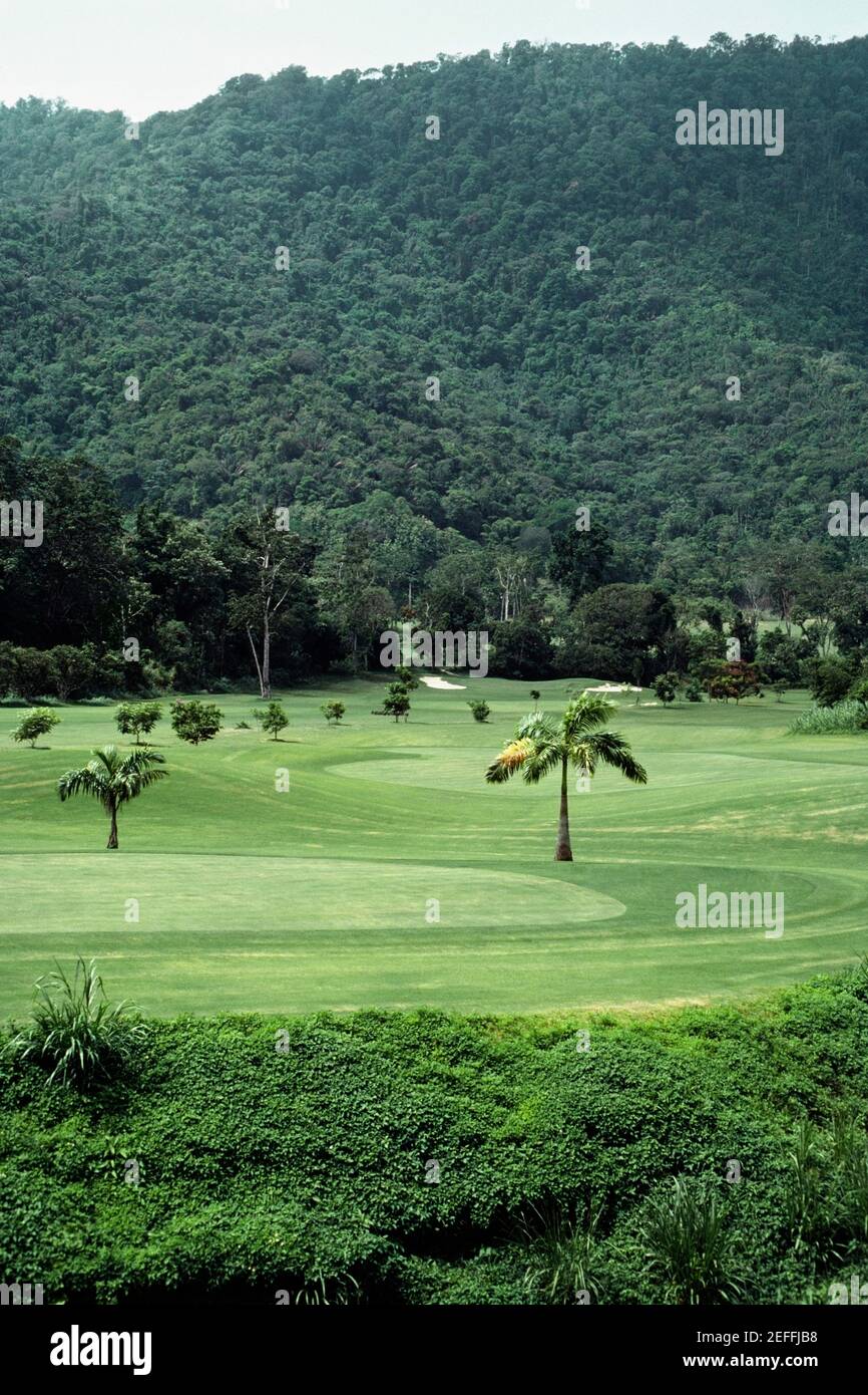 Lush green hills dense forest hi-res stock photography and images - Alamy