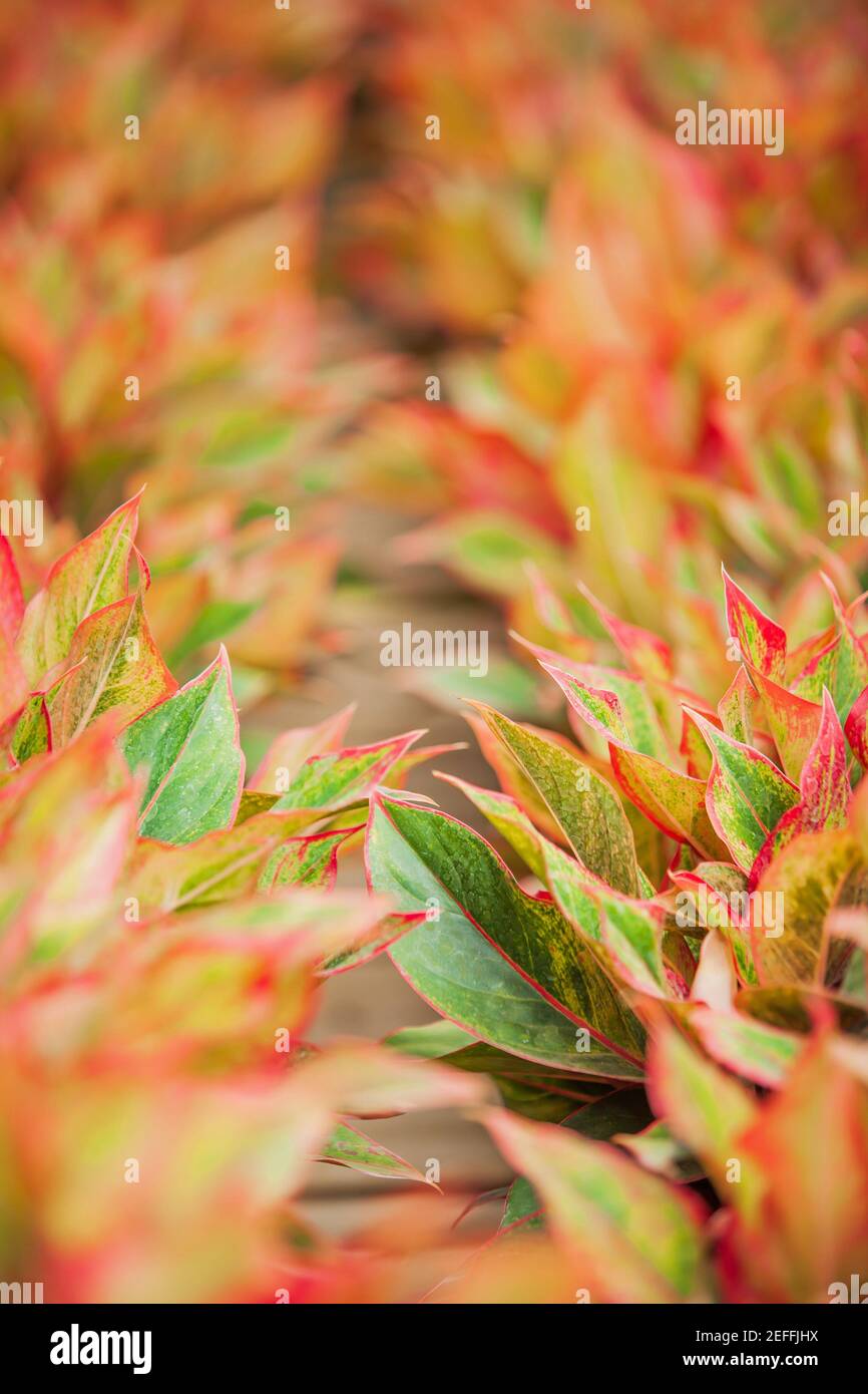 Colourful Aglaonema Siam Red (Chinese Evergreen) in a tropical nursery. Foliage leaves, pink, red and green colours. Selective focus. Stock Photo