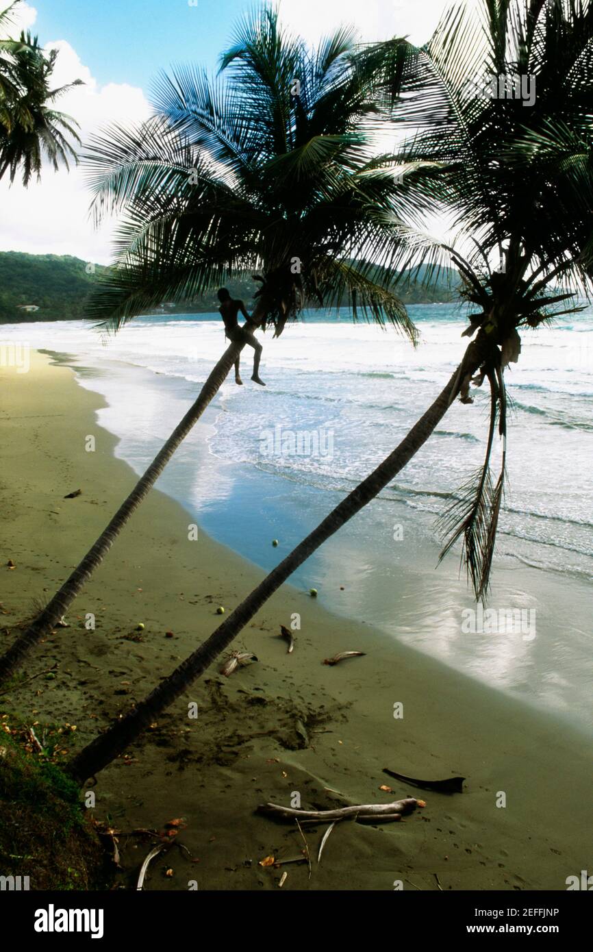 View of a boy climbing a slanted palm tree on Maracas Beach, Trinidad, Caribbean Stock Photo