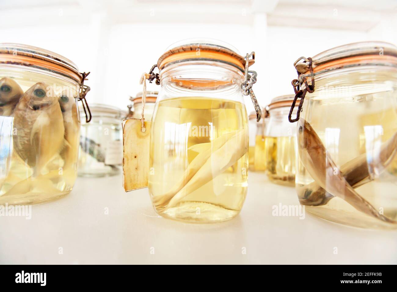 Sea fish specimens preserved in glass jars, sea fish specimens